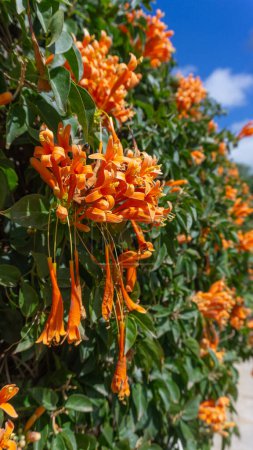 Flame vines vibrant orange blossoms evergreen allure