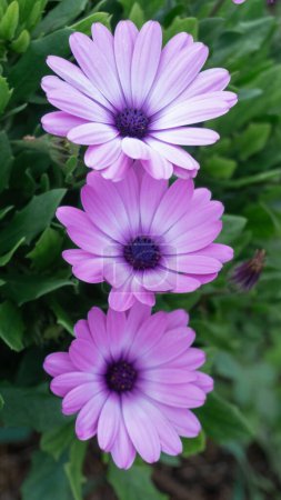 Purple daisy-like flowers, fresh spring beauty
