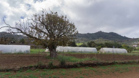 Verdant farm landscape, serene greenhouses
