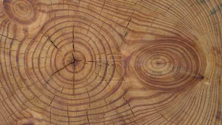 Photo for Tree trunk rings revealing nature's history - Royalty Free Image