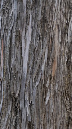 Textured bark pattern, natural detail