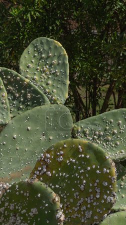 Nopal enduring arid climate, resilient beauty