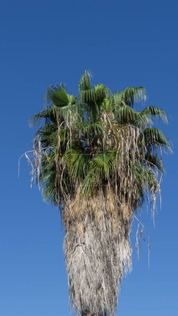 Vivid blue sky embracing verdant palm