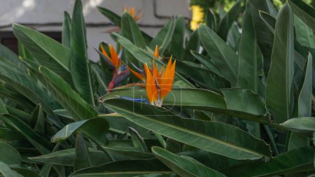 Foto de Strelitzia reginaes radiante encanto tropical. - Imagen libre de derechos
