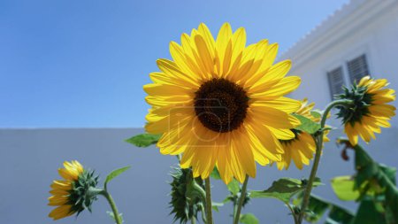 Photo for Vibrant sunflower summers radiant beauty - Royalty Free Image
