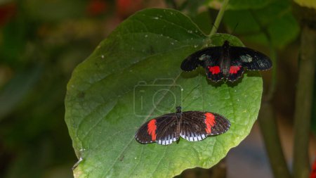 Colorful Postman butterfly, green leaf backdrop