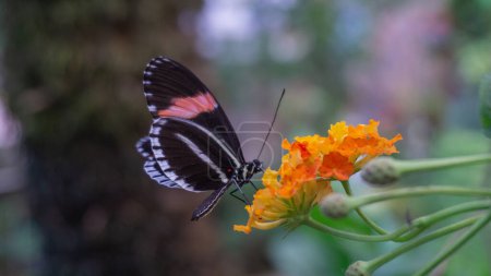 Colorful butterfly feeding on nectar, serene nature scene