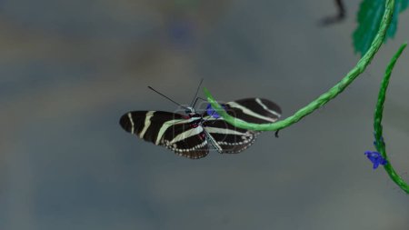 Elegant stripes, tropical butterfly serenity natures artwork