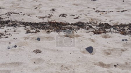 Camouflaged bird on serene beach