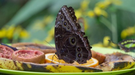 Exotischer Caligo-Schmetterling genießt leuchtende Früchte