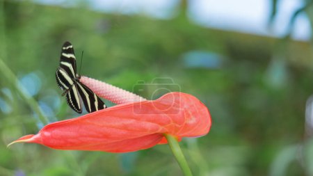 Lebendiger Schmetterling auf roter Blütennatur fängt Eleganz ein