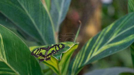 Green and black patterned wings