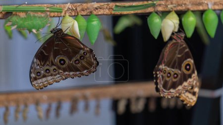 Elegante Schmetterlinge, Metamorphose eingefangen