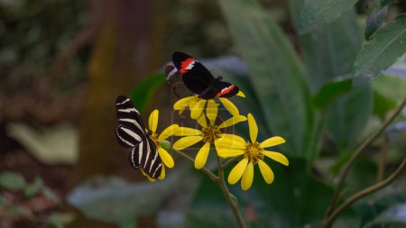 Papillons élégants, harmonie florale, teintes vives