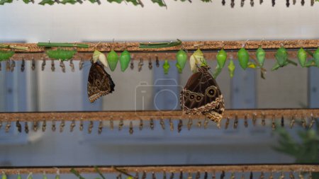 Caligo Pupae Transform in Conservatory