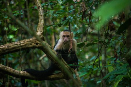 Foto de CAPUCHIN PANAMANIANO DE CARA BLANCA Mono en la selva tropical de Costa Rica. Foto de alta calidad - Imagen libre de derechos