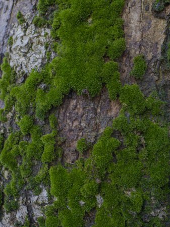 Photo for Moss on tree trunk. moss texture background - Royalty Free Image