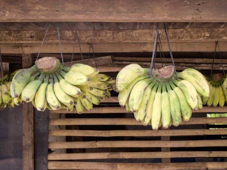 Bananas hanging with raffia rope in a busy market against a wooden wall background
