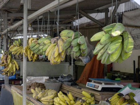 Bananas hanging with raffia rope in a busy market against a wooden wall background
