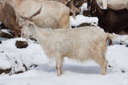 Photo for Cattles in the snow shot during daytime - Royalty Free Image