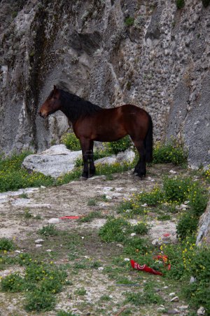 Photo for Horse near a fortress shot during daytime - Royalty Free Image