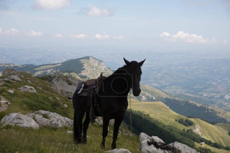 Photo for Horse in Prati di Tivo Italy - Royalty Free Image