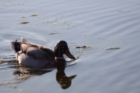 Téléchargez les photos : Oie dans la réserve naturelle de Sentina - en image libre de droit