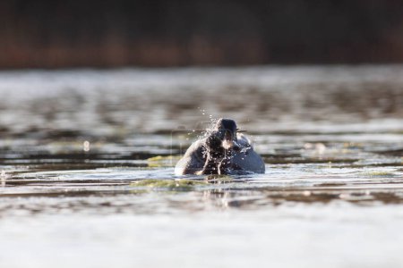 Téléchargez les photos : Oie dans la réserve naturelle de Sentina - en image libre de droit