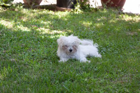 Photo for White little dog shot ay home - Royalty Free Image