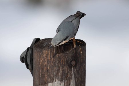 Téléchargez les photos : Oiseau dans la nature sauvage avec un fond flou - en image libre de droit