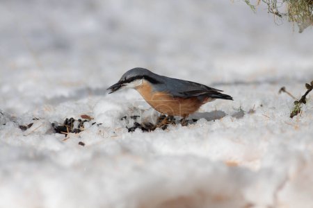 Téléchargez les photos : Oiseau dans la nature sauvage avec un fond flou - en image libre de droit