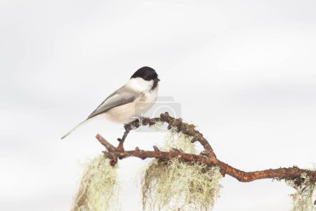 Photo for Bird in the wilderness with unfocused background - Royalty Free Image