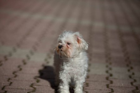 Photo for Little white dog shot at home - Royalty Free Image