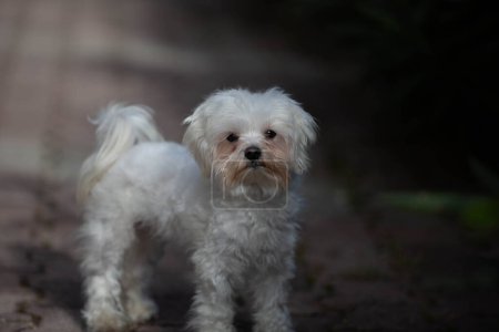 Photo for Little white dog shot at home - Royalty Free Image