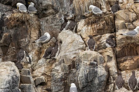 Téléchargez les photos : Contexte de divers oiseaux de mer et de leurs poussins sur une falaise - en image libre de droit