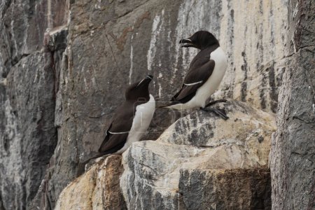 Photo for Two black and white common Murre birds roosting on a cliff face - Royalty Free Image