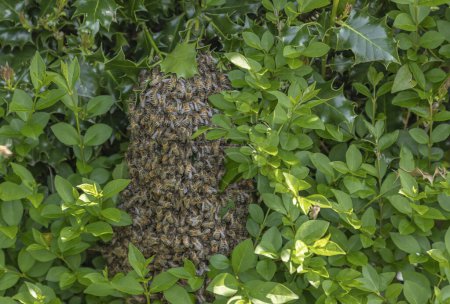 Photo for A swarm of bees on a hedge of privet and holly - Royalty Free Image