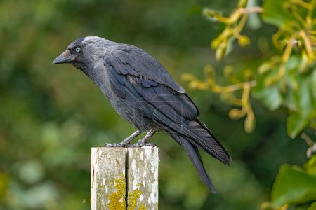 Photo for Raven with a blue eye sat on a post with a shallow depth of field - Royalty Free Image