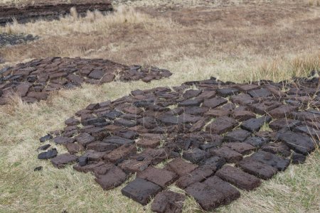 Briques de tourbe disposées sur le sol afin qu'elles puissent sécher