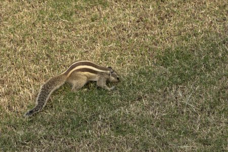 Photo for Chipmonk snuffling in the grass in the garden of an indian fort - Royalty Free Image