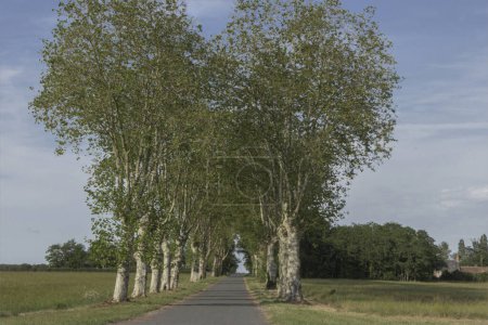 Photo for Row of trees either side of the road with a heart shaped canopy - Royalty Free Image