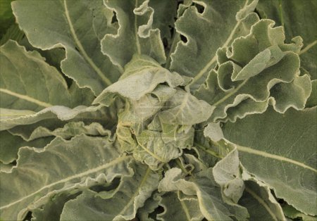 Téléchargez les photos : Contexte d'une plante à feuilles poilues vert pâle avec des feuilles rayonnant du centre - en image libre de droit