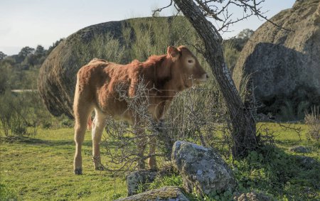 Bull calf stood on some common ground under a tree in a national park