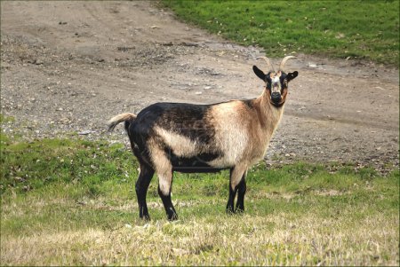 Large black and tan free range goat stood in a field