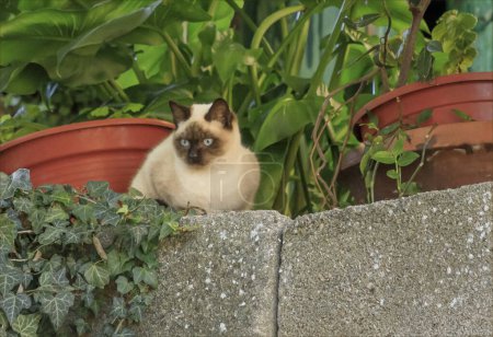 Siamese cat with blue eyes looking outwards from a wall in some foliage