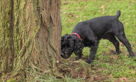 Black working cocker spaniel sniffing a tree wearing a red collar