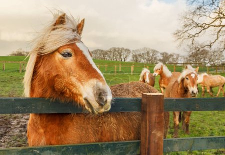 A herd of Haflinger Horses in a field with one whose mane isblowing in the wind looking over a fence