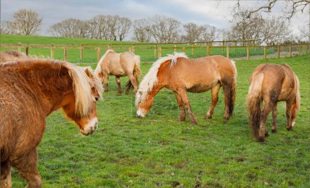 A herd of Haflinger Ponies grazing in a field with white manes blowing in the wind