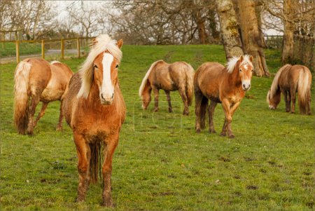 Field with white maned Haflinger Horses with one horse walking toward the fence