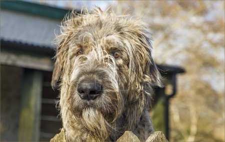 Seltene Rasse Irish Wolfhound schaut über einen Zaun mit stacheligen Fell